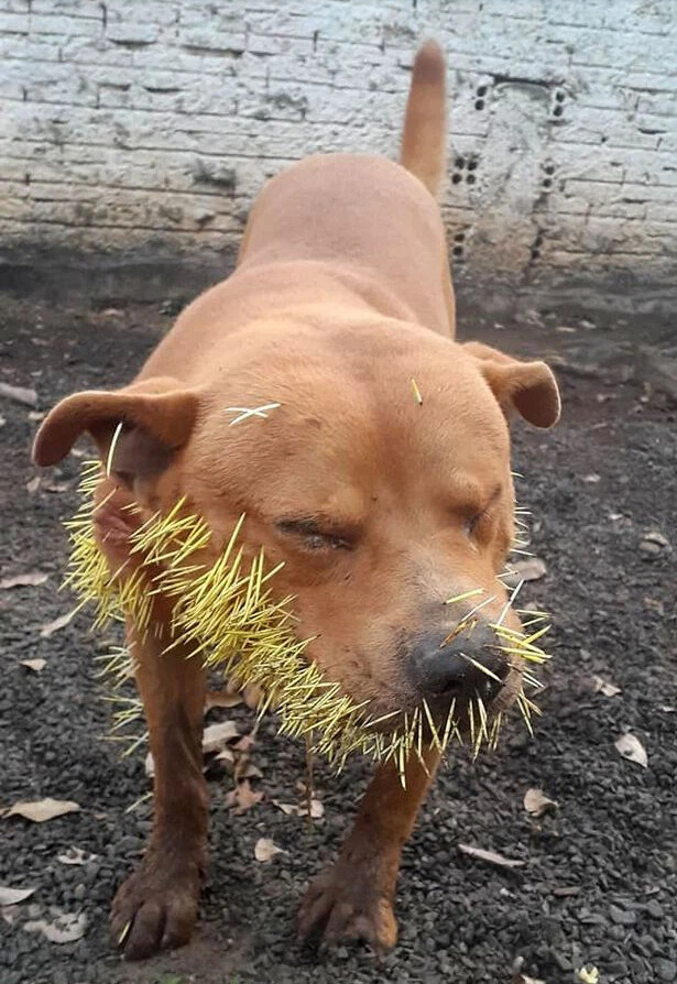 Heartbreaking scene of a pet dog screaming in pain because of hundreds of thorns growing on its mouth – thepressagge.com