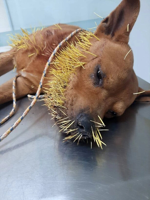 Heartbreaking scene of a pet dog screaming in pain because of hundreds of thorns growing on its mouth – thepressagge.com