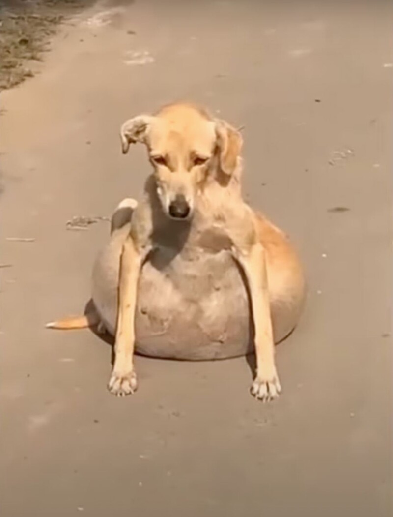 Many assumed the stray dog was pregnant when it collapsed due to its large belly, but it wasn't.