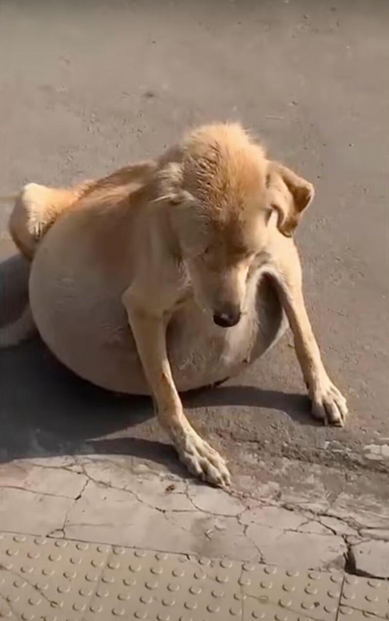 Many assumed the stray dog was pregnant when it collapsed due to its large belly, but it wasn't.