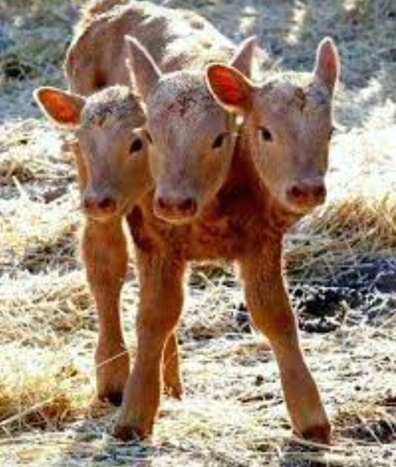 People in Saskatchewan are in a panic because a calf was born with three heads. – AmazingUnitedState.Com