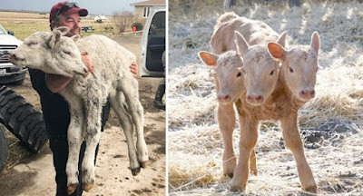 People in Saskatchewan are in a panic because a calf was born with three heads. – AmazingUnitedState.Com