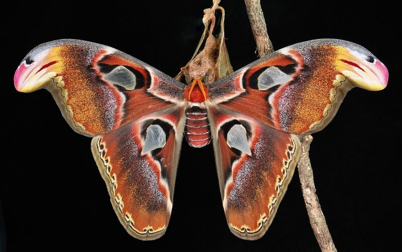 People panic when they see the Butterfly with Snake heads on the tree (Video) - TheDailyWorld.NET