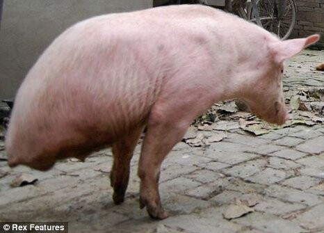 Taking center stage: Get to know Zhu Jianqiang, the two-legged pig who has gained notoriety in China.