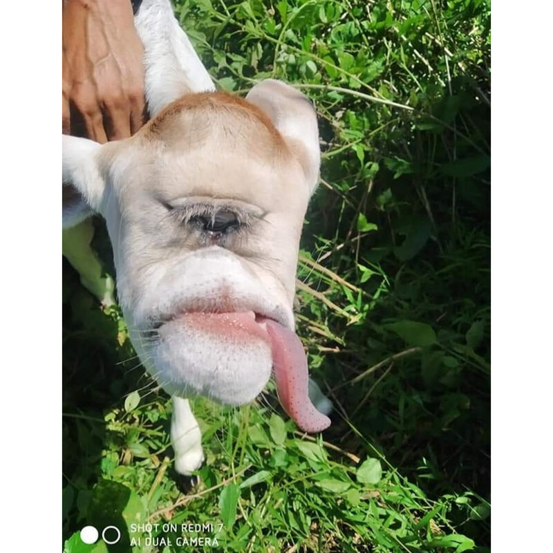 Many individuals were touched by the nose-less cow in Barangay Kulawit, Atimonan, Quezon.