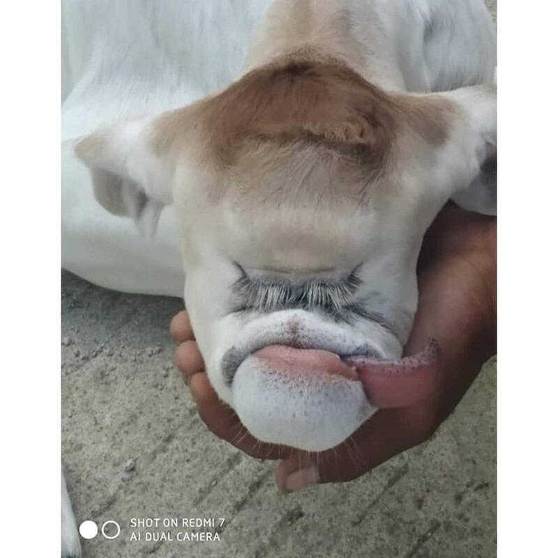 Many individuals were touched by the nose-less cow in Barangay Kulawit, Atimonan, Quezon.