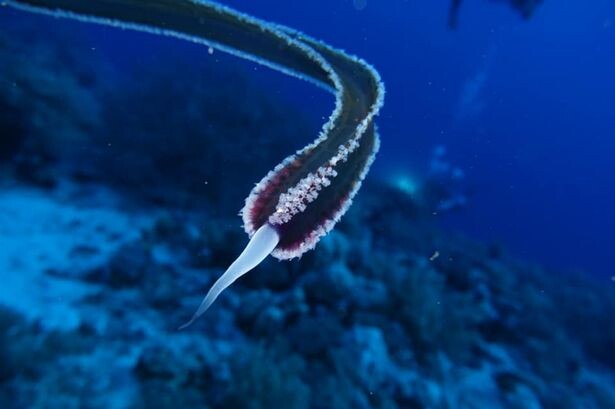 Alien-like creature with no eyes, ears or mouth stuns divers after it’s caught on camera