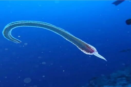 Alien-like creature with no eyes, ears or mouth stuns divers after it’s caught on camera