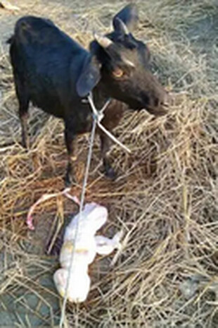 The villagers are terrified when a farmer’s goat “gives birth to a malformed, hairless youngster with the face of a human newborn.