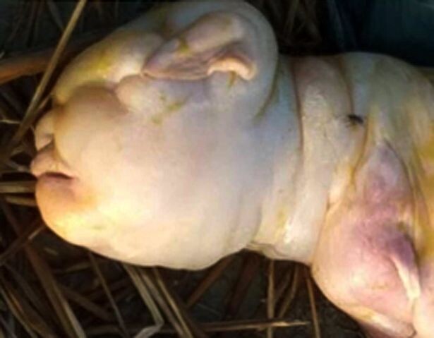 The villagers are terrified when a farmer’s goat “gives birth to a malformed, hairless youngster with the face of a human newborn.