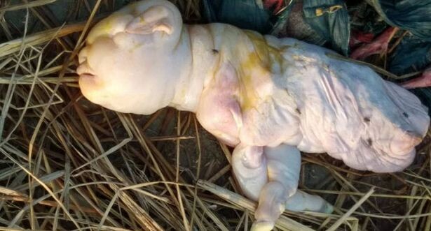 The villagers are terrified when a farmer’s goat “gives birth to a malformed, hairless youngster with the face of a human newborn.