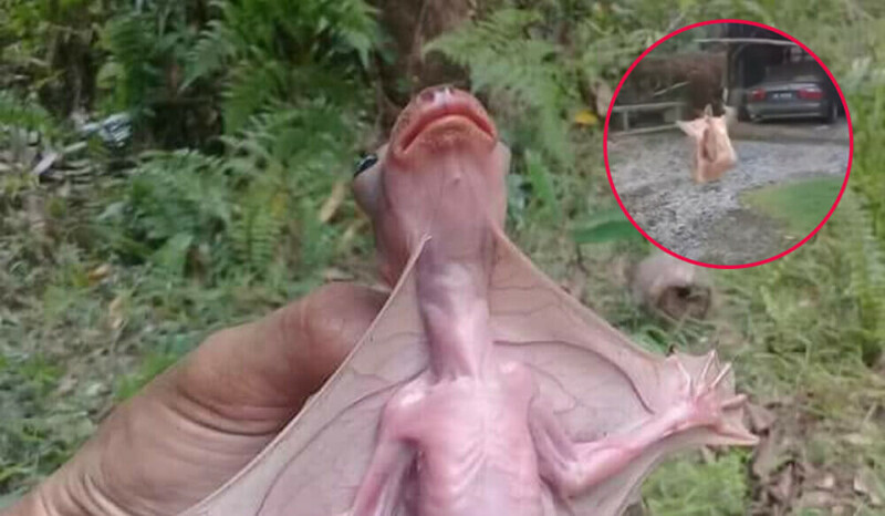 People panicked when they came across a rather strange bat that seems to be the product of a hybrid between a mouse, a frog and a bat – thepressagge.com