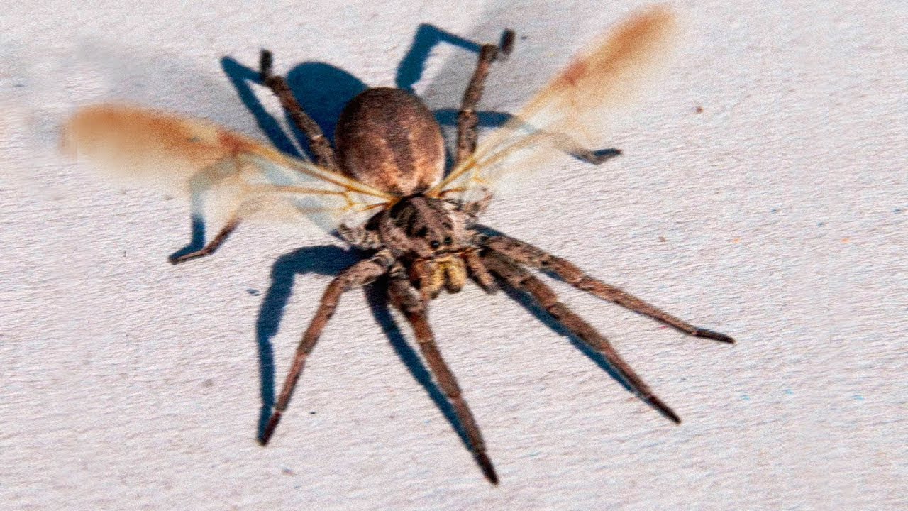 The amazing fact about the only winged spider in the world increases its danger