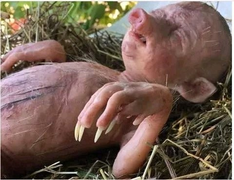 A pig that is half human and half pig was born in a strange village