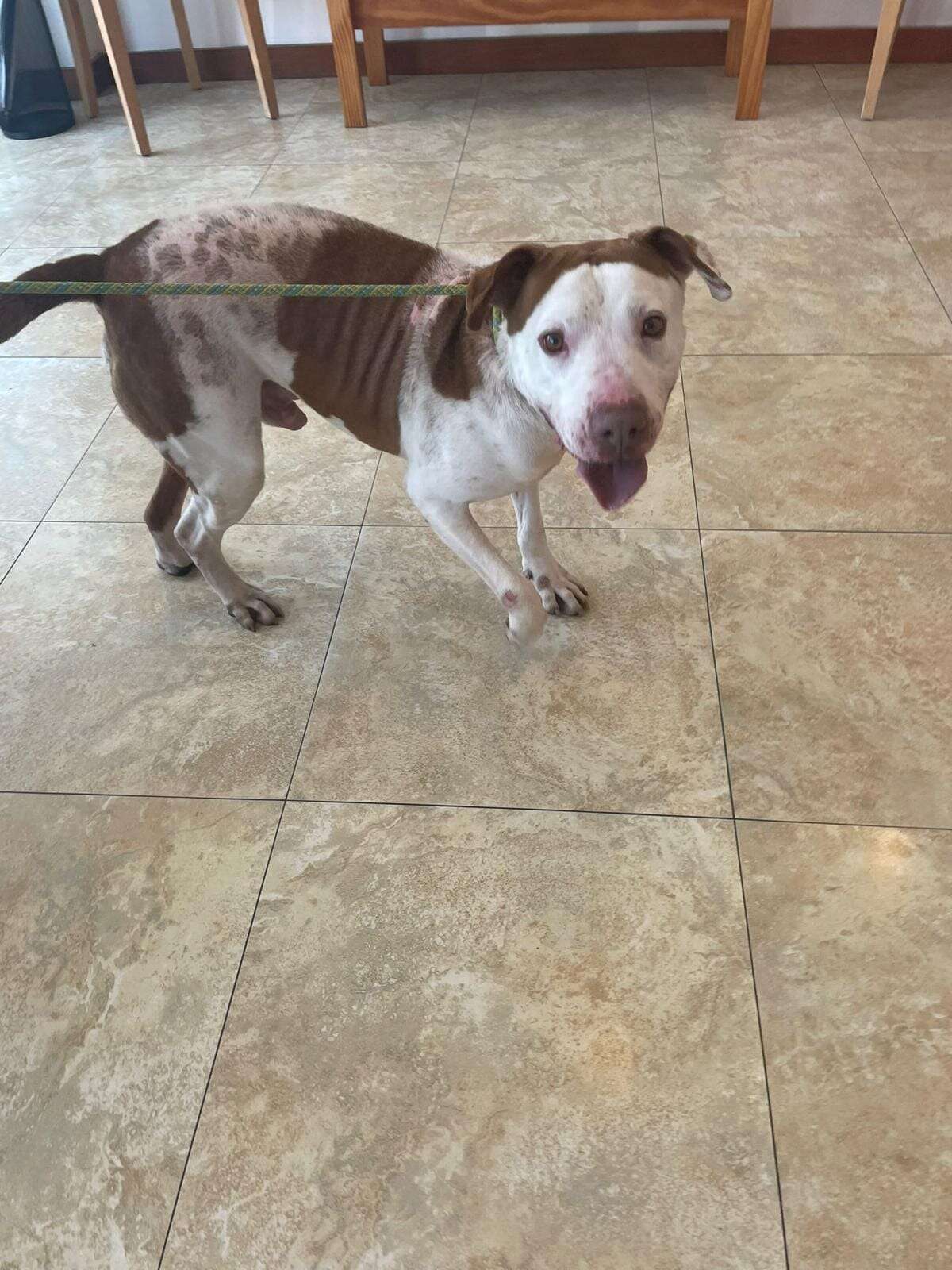 'Forgotten' Shelter Dog Has The Sweetest Reaction To Finally Being Shown Love