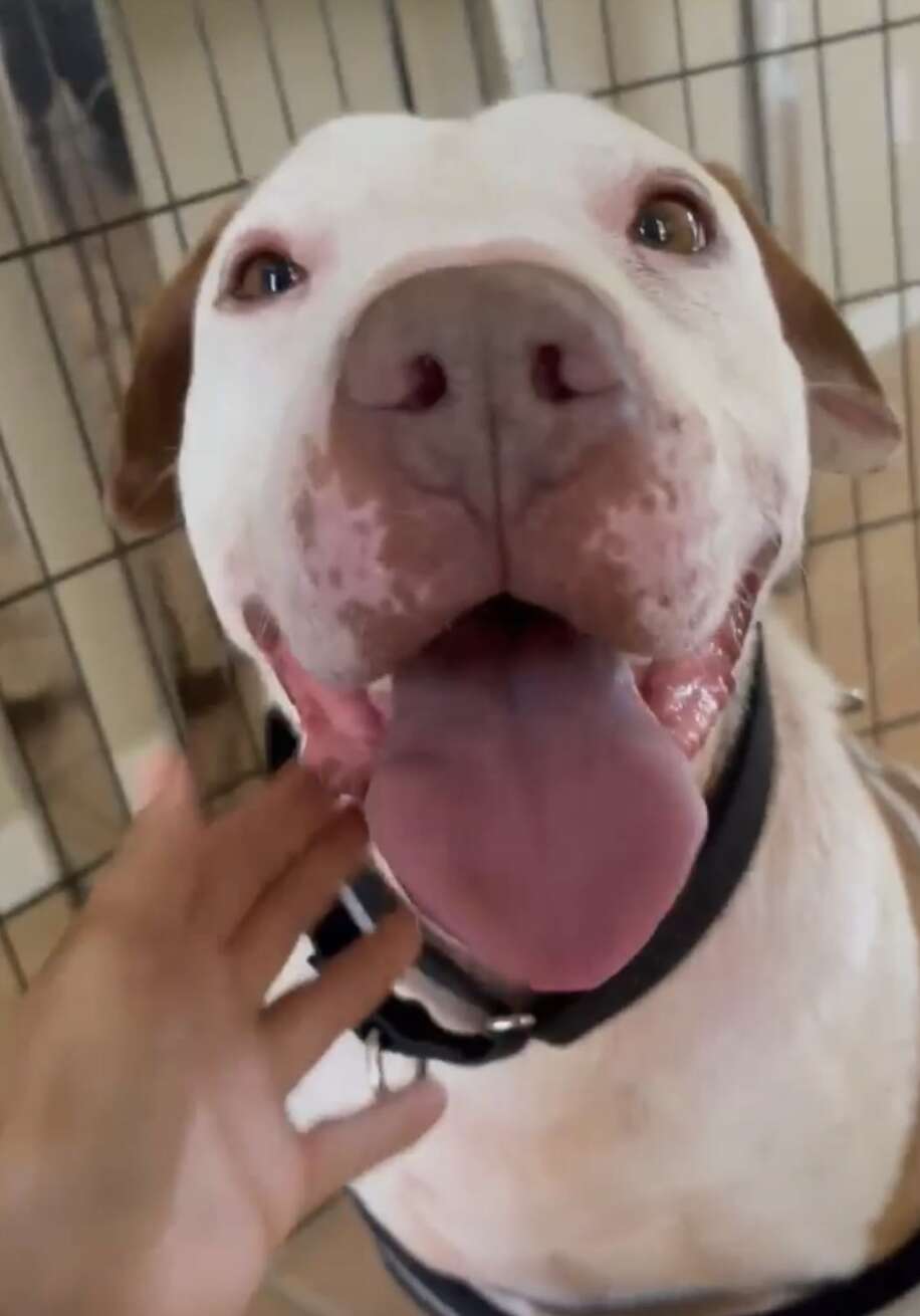 'Forgotten' Shelter Dog Has The Sweetest Reaction To Finally Being Shown Love