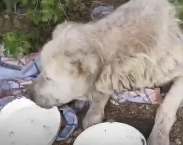 Senior Dog Cried In Appreciation After Being Abandoned in the Heat For 3 Weeks Unable To Walk – AmazingUnitedState.Com