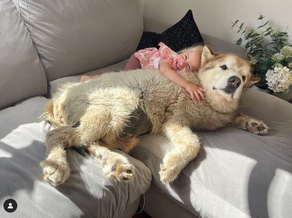 Golden retriever falls in love with newborn baby and won’t leave his side - Animal Blog