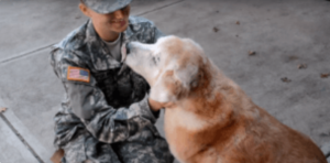 As the elderly dog sees her best friend returning from the army, she sobs with joy and breaks down in tears. – AmazingUnitedState.Com