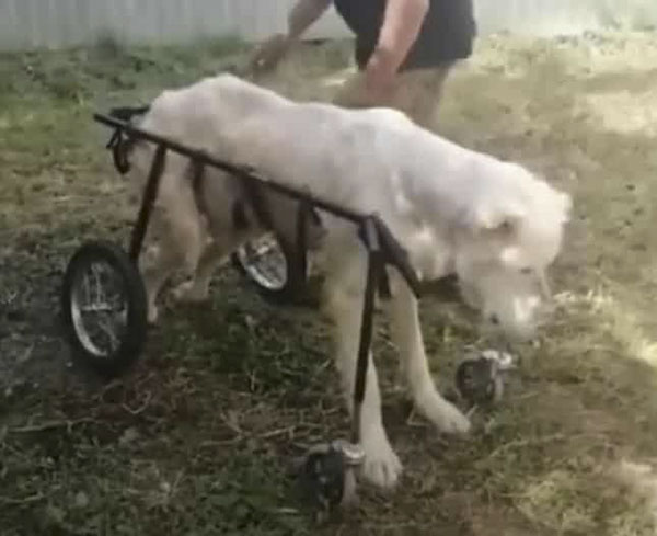 Senior Dog Cried In Appreciation After Being Abandoned in the Heat For 3 Weeks Unable To Walk – AmazingUnitedState.Com