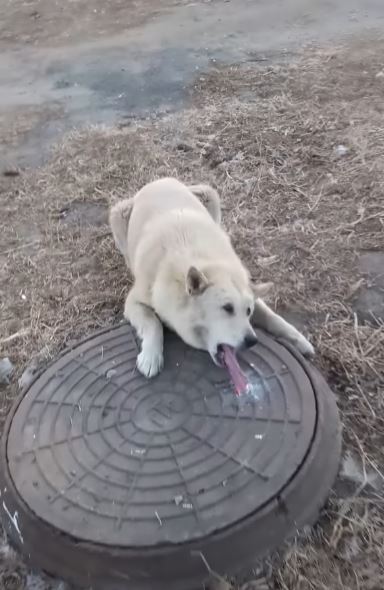 Man Finds Helpless Dog With His Tongue Frozen And Stuck In Sewer - Animal Blog