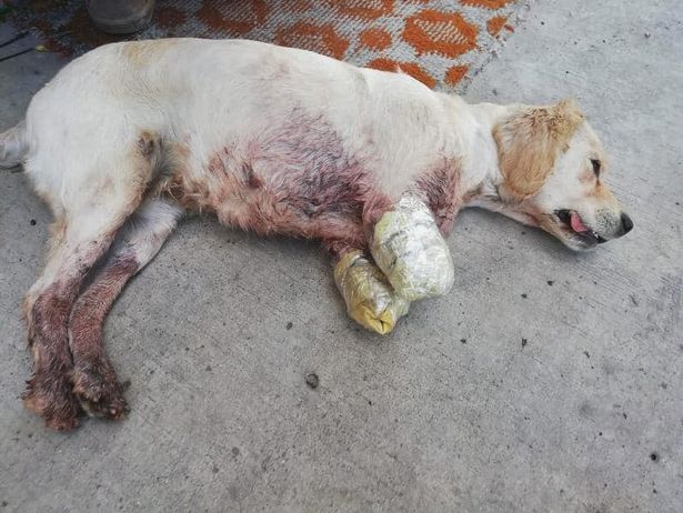 Poor dog abandoned on the street with amputated front legs