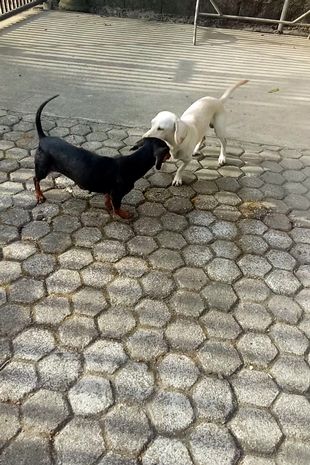 Heгo dogs save owner’s daughter by sacrificing themselves to kіlleг cobra