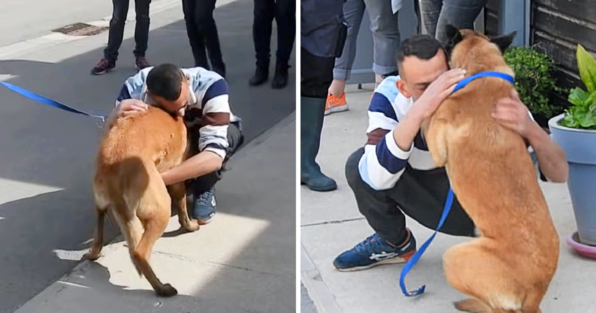 Owner Travels 310 Miles To Reunite With His ѕtoɩeп Dog