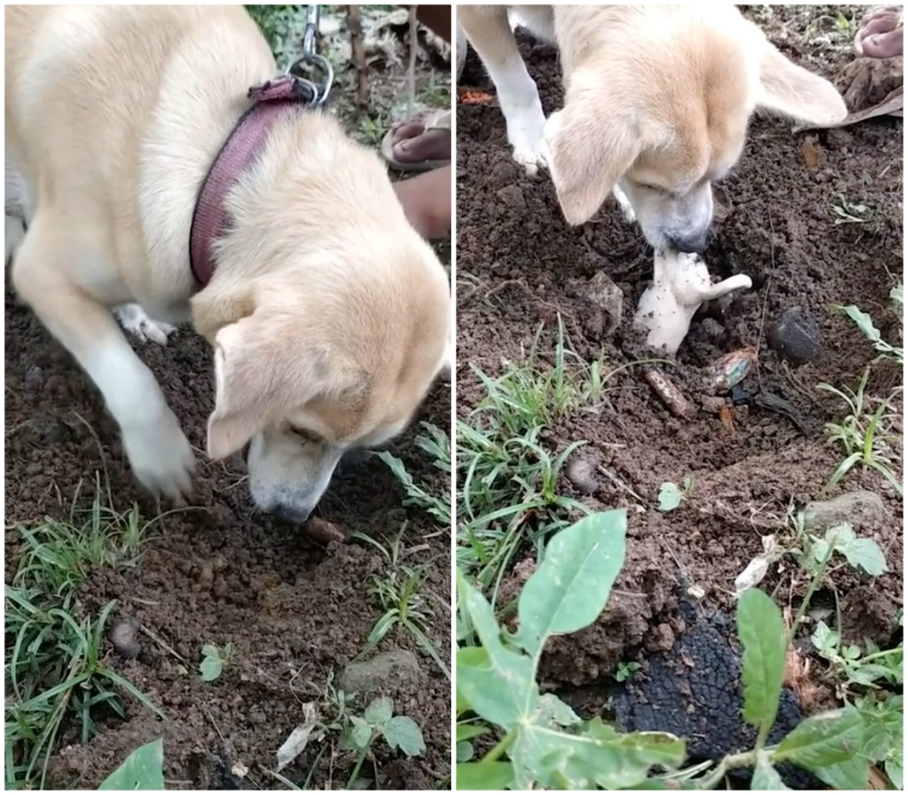 Mother dog excavates a dead puppy and tries valiantly to revive it. – AmazingUnitedState.Com