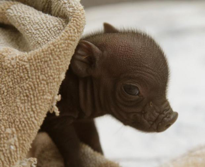 Mother dog raising piglets lost their mother when she was young – AmazingUnitedState.Com