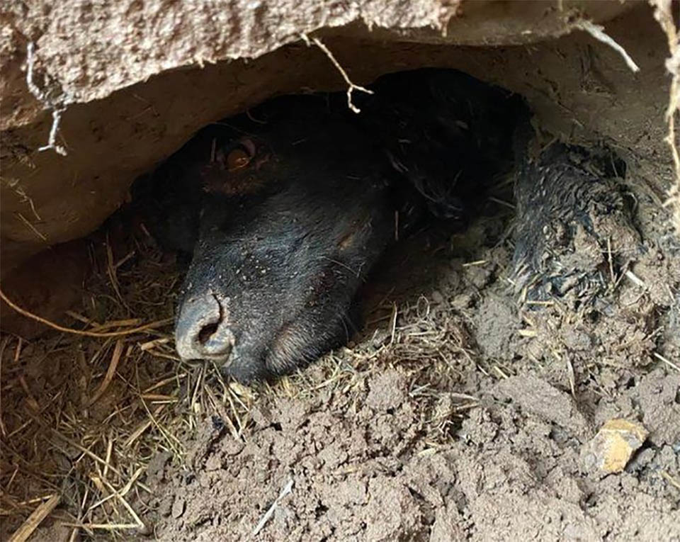 The dog that was buried alive by the owner in the ground was saved in time – AmazingUnitedState.Com