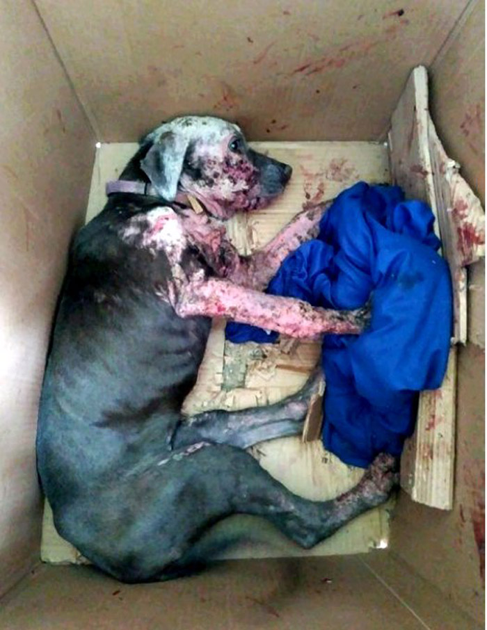 The dog that was put in a box and thrown in the trash was saved.