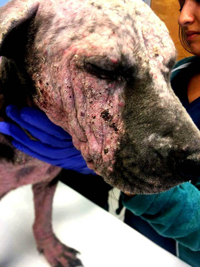 The dog that was put in a box and thrown in the trash was saved. – AmazingUnitedState.Com