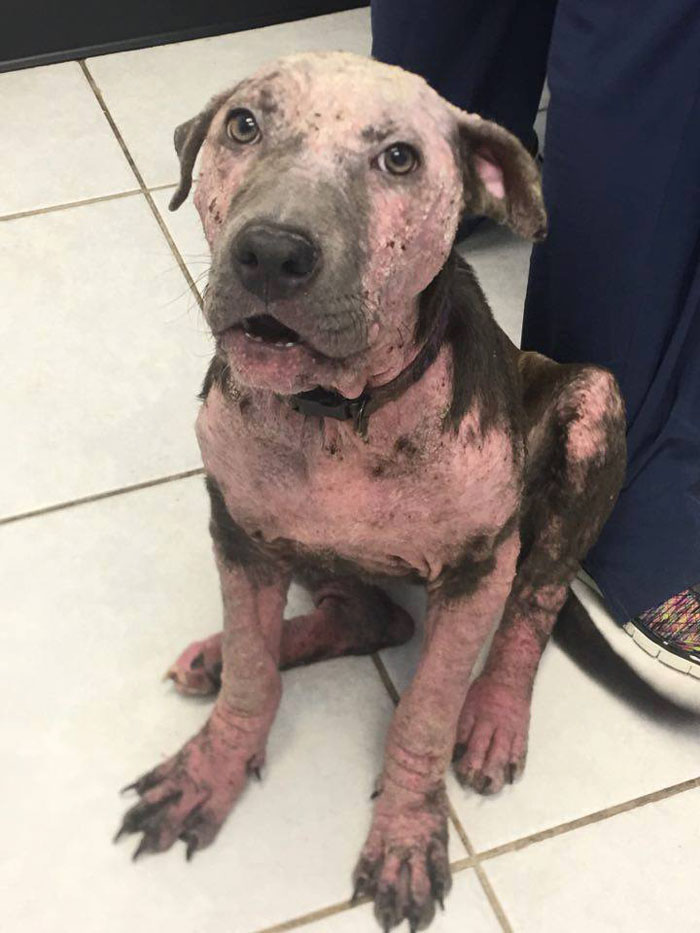 The dog that was put in a box and thrown in the trash was saved. – AmazingUnitedState.Com