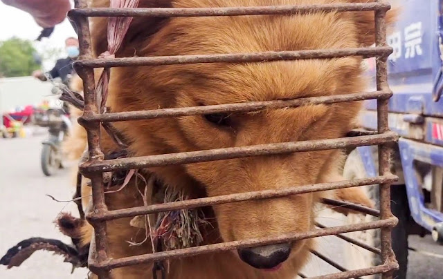 Poor Dog’s Face Is Deformed In Pain By Cage Chained, But Only Can Cry Softly Even Be Rescued - Animal Blog