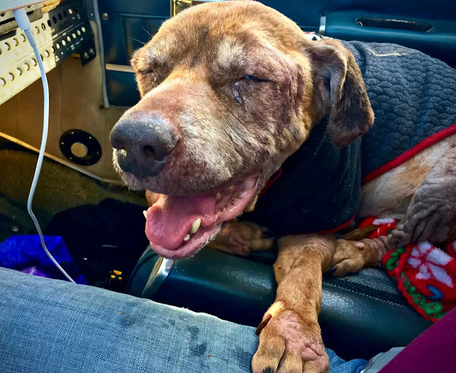 Pilot Transports a Terminal Shelter Dog 400 Miles to Spend her final days with her Loving Family