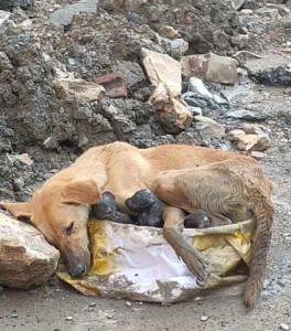 Một con chó chết sau khi sinh được tìm thấy trong một tòa nhà đang xây dựng – AmazingUnitedState.Com