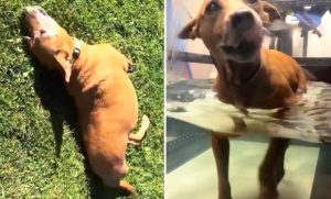 Tears Flew When They Found 3-Legged Dog Who Was Used As Bait Dog And Then Got Dumped