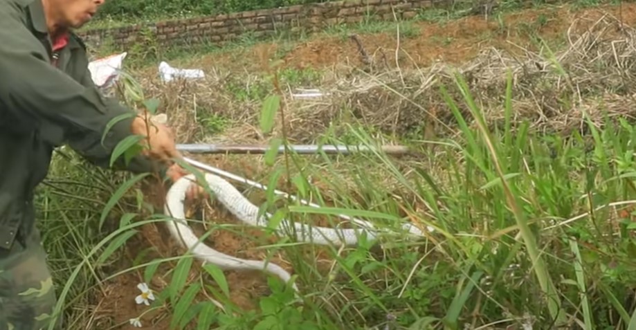 An albino giant cobra is considered to be the most valuable and rare snake in the world (Video) - TheDailyWorld.NET