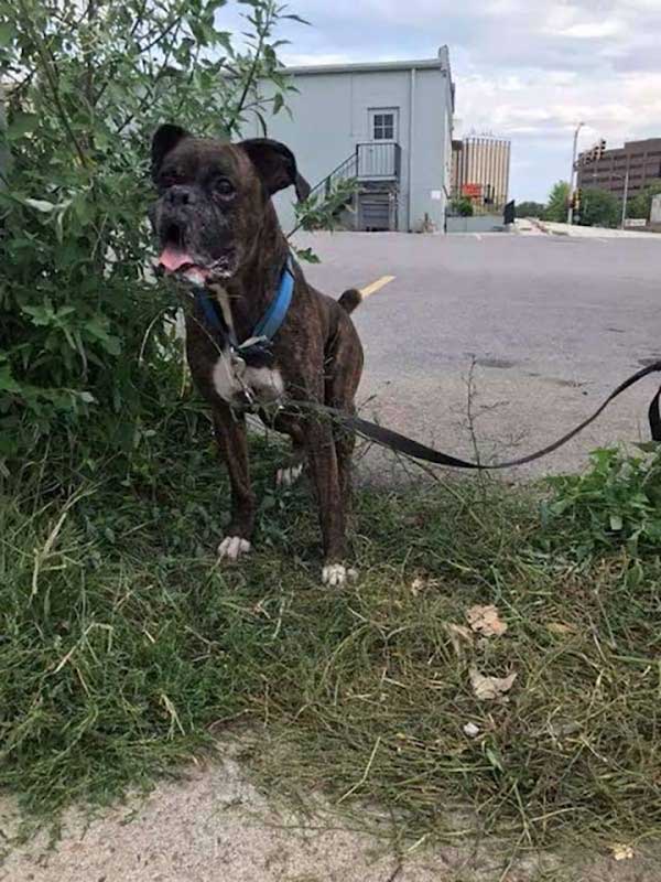 Many people burst into tears when a puppy left in a trash bag was saved. – AmazingUnitedState.Com