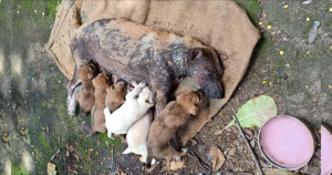 Poor Mother Dog Desperately Wailing For Someone To Help Her Puppies