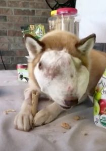 A woman adopts a husky with a tumor that has completely taken up her nasal cavity and face. – AmazingUnitedState.Com