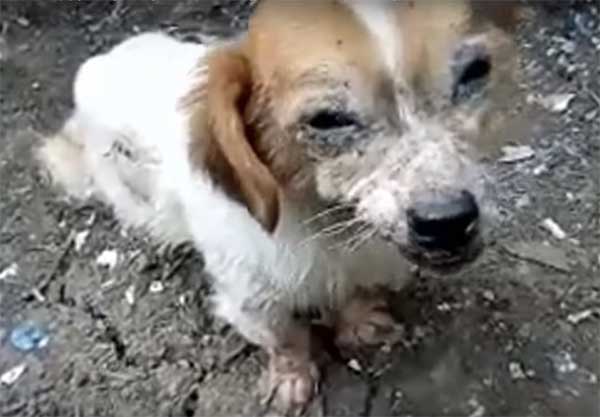 With Footsteps of Pain, The Suffering Dog turns to rescuers, hoping to escape his miserable existence! – AmazingUnitedState.Com