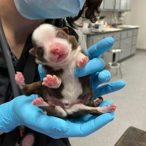 Despite his mother rejecting him since he was born with two tails and six legs, the puppy didn’t give up on life. – AmazingUnitedState.Com