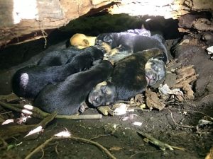 Mama Dog Carries Her 13 Puppies To The Safest Hiding Sport Despite Her Broken Leg