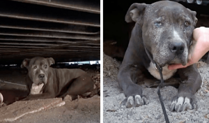 When Her Owner Left Her Behind She Spent 9 Lonely Years At A Junkyard By Herself