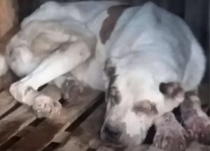 An elderly dog whose owner had abandoned it is finally saved. – AmazingUnitedState.Com