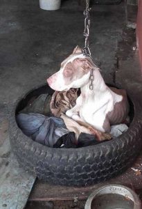 People Saved Dog Who Couldn't Even Rest Her Head Because Of Extremely Short Chain Now She Is Finally Happy