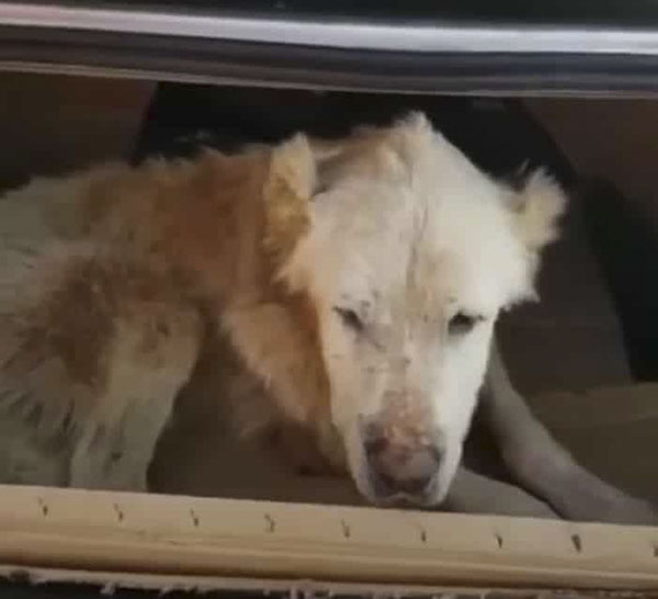 Senior Dog Cried In Appreciation After Being Abandoned in the Heat For 3 Weeks Unable To Walk – AmazingUnitedState.Com