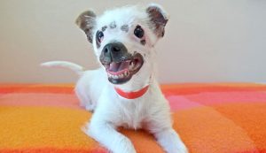 The family adopts the “unusual-looking” puppy despite her scars. – AmazingUnitedState.Com